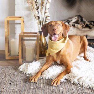 The Foggy Dog Buttercup Plaid Flannel Bandana - Large